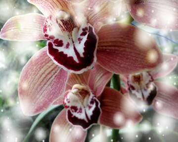 FX №262697 Orchid flowers background