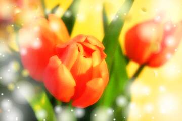 FX №262677 Pink flower tulip background