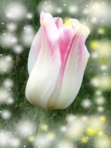 FX №262585 Pink Tulip background