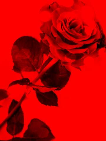 FX №262026 Red rose background