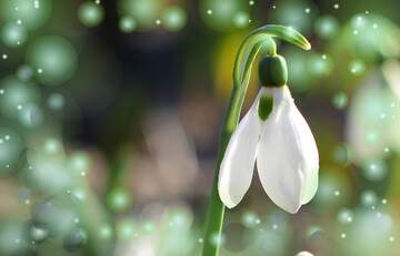 FX №262564 Snow Bell flower background