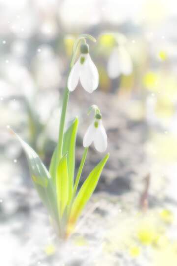 FX №262563 Snow Bell flower light background