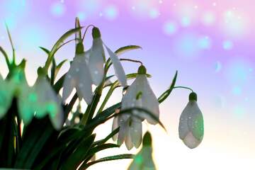 FX №262554 Snowdrop background