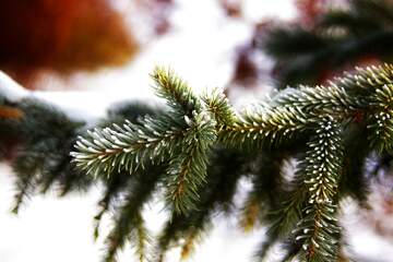 FX №262130 Snowy pine branches
