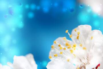FX №262578 Spring flower background for desktop bokeh blue