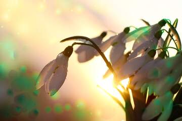 FX №262558 Spring morning background