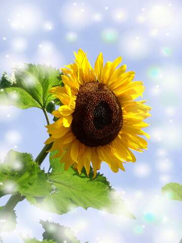 FX №262588 sunflower sky