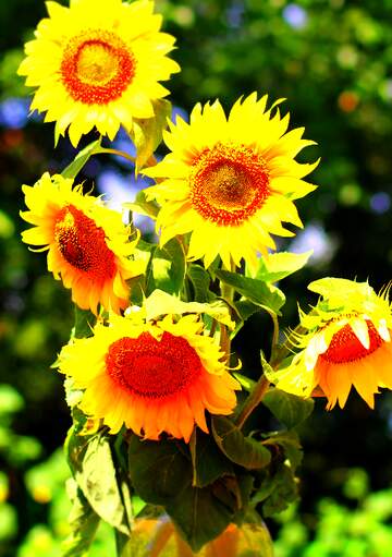 FX №262081 Sunflowers