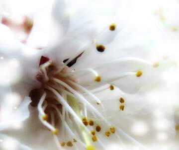FX №262987 Тло біла квітка