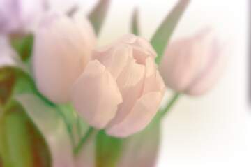 FX №262499 tulips white light background