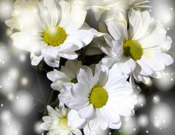 FX №262572 White flowers background