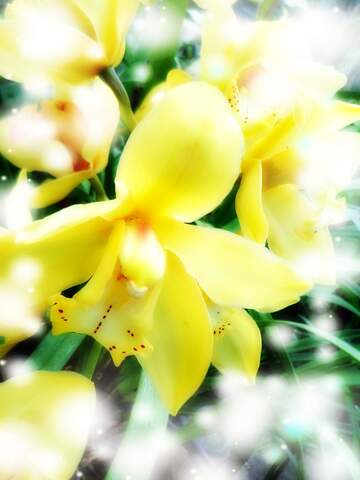 FX №262732 Yellow Orchid