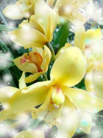 FX №262736 Yellow Orchid background
