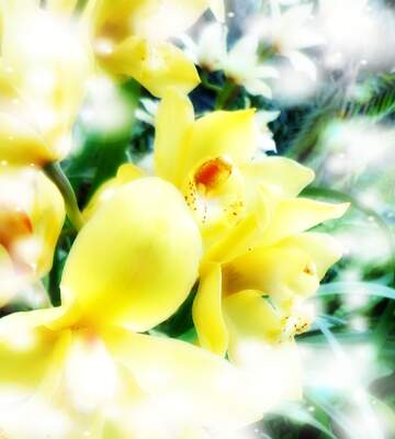 FX №262734 Yellow Orchid Flower