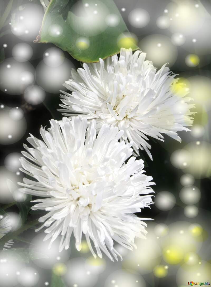 Aster white flowers background №35821
