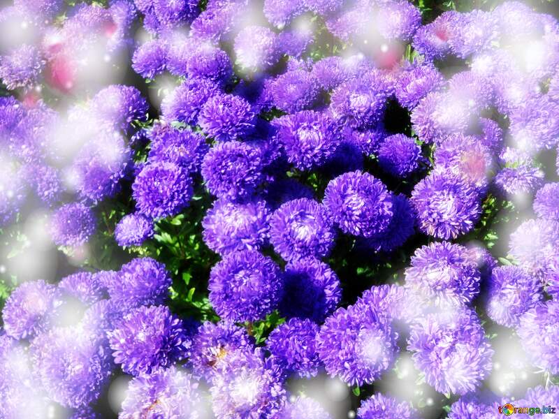 Asters flowers background №23467