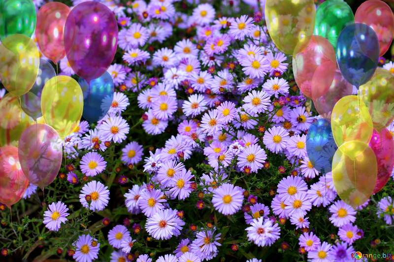 autumn flowers birthday background №36159