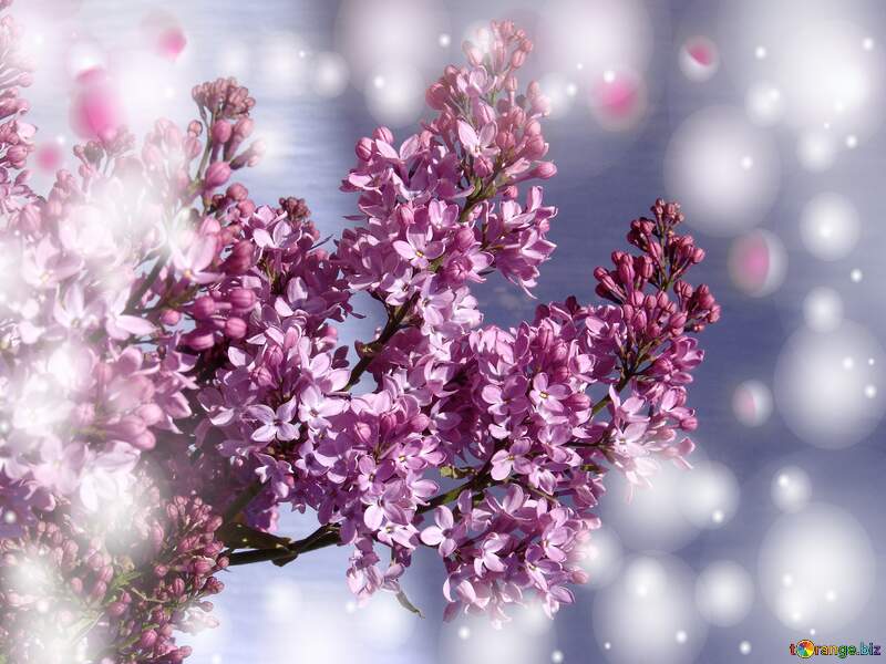 Background Lilac Flowers №5296