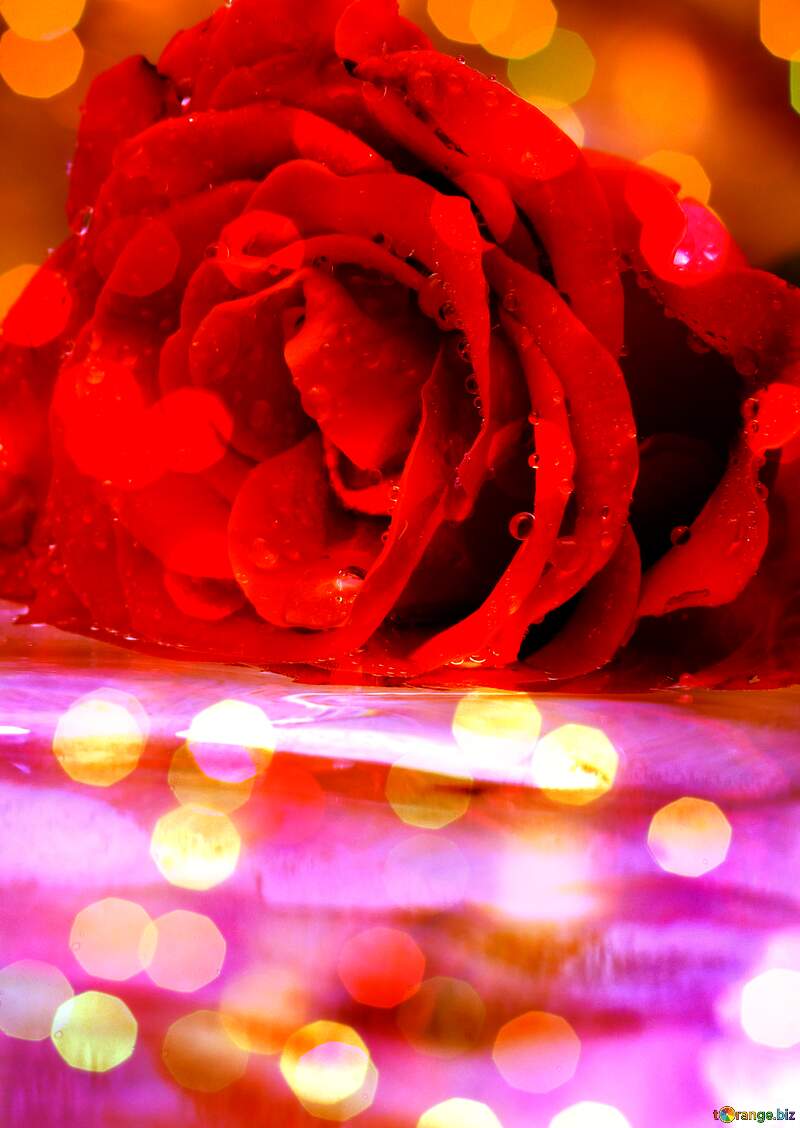 Beautiful bokeh rose background №16899