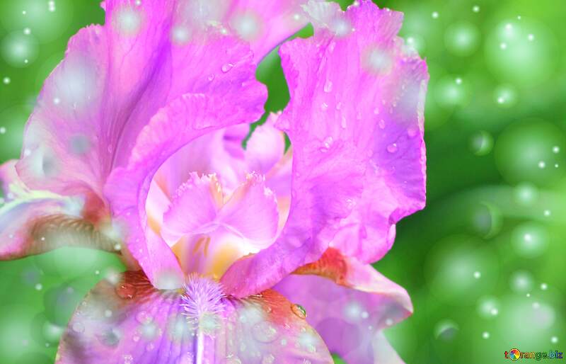 Beautiful Iridaceae flower №34770