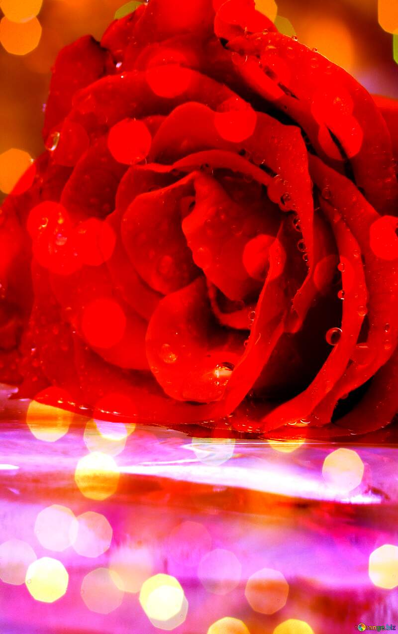 Beautiful rose bokeh lights  background №16899