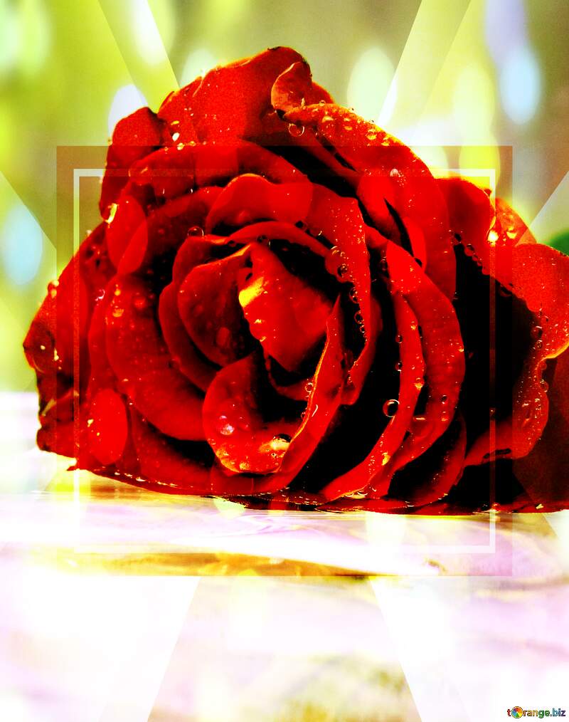 Beautiful rose template bokeh background №16899