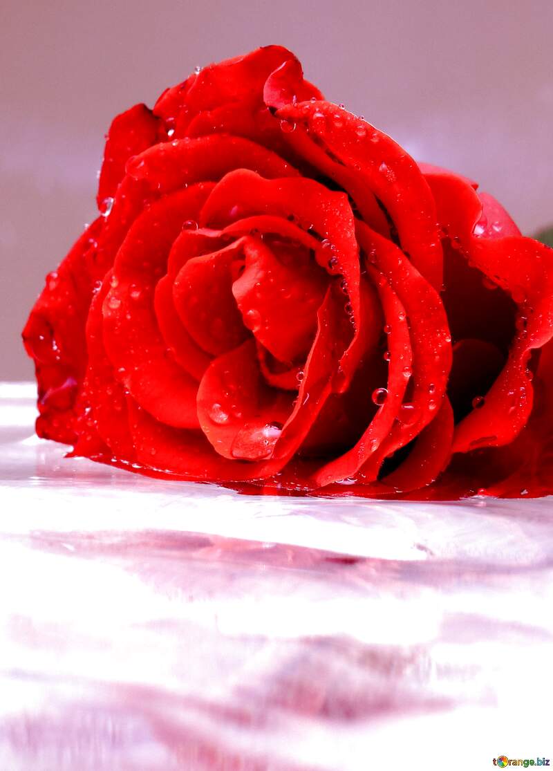 Beautiful water rose №16899