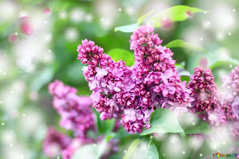 Blooming lilac background №37618