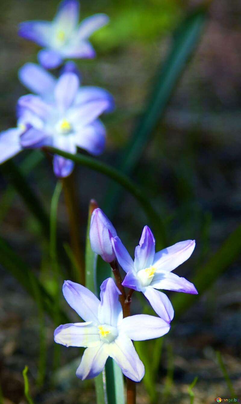 Blue Flowers in spring №12807