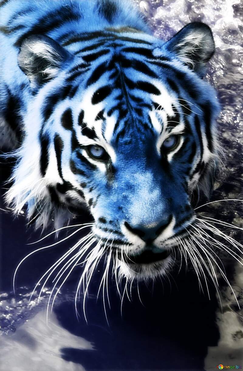 Blue tiger №45642