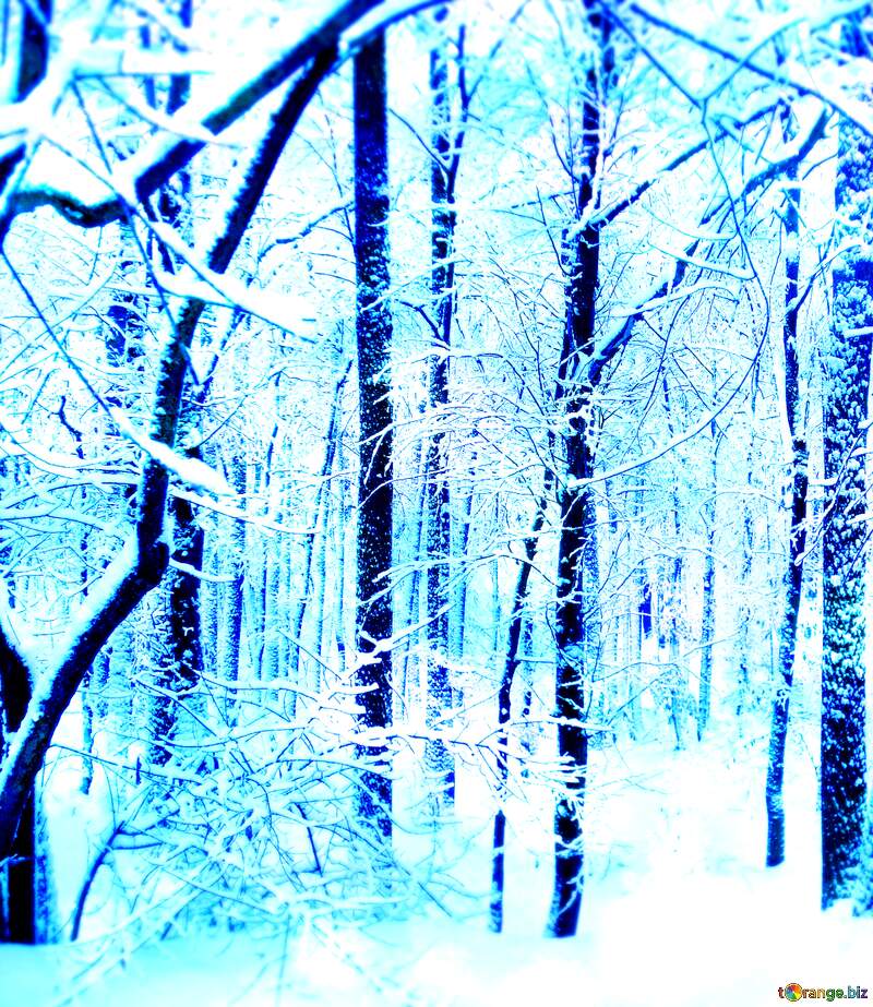 Blue Winter  Forest №10505