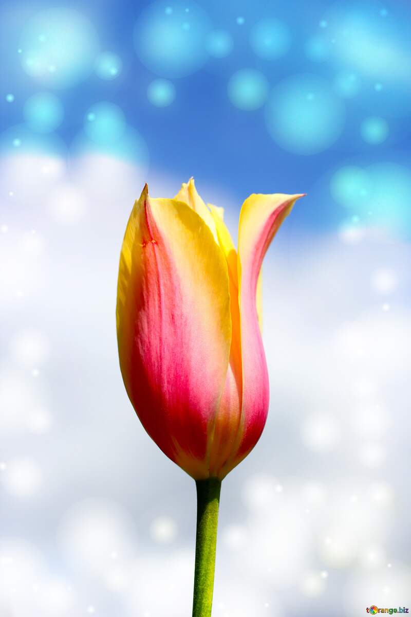 Blume der Tulpe №37707