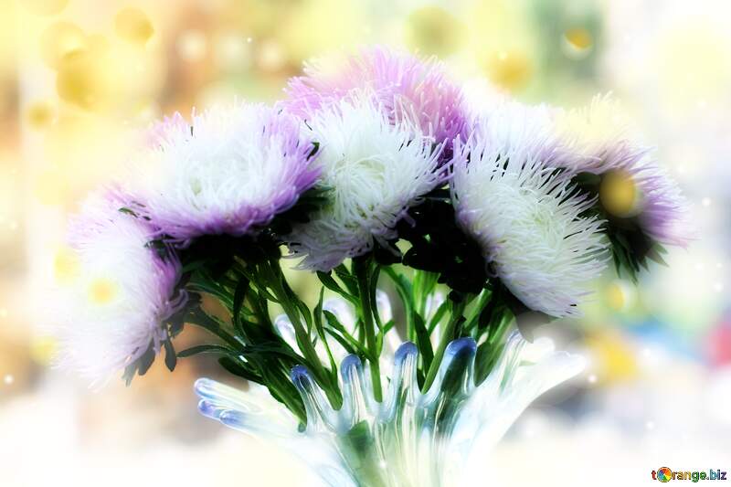 Bouquet of asters Flowers background №39601