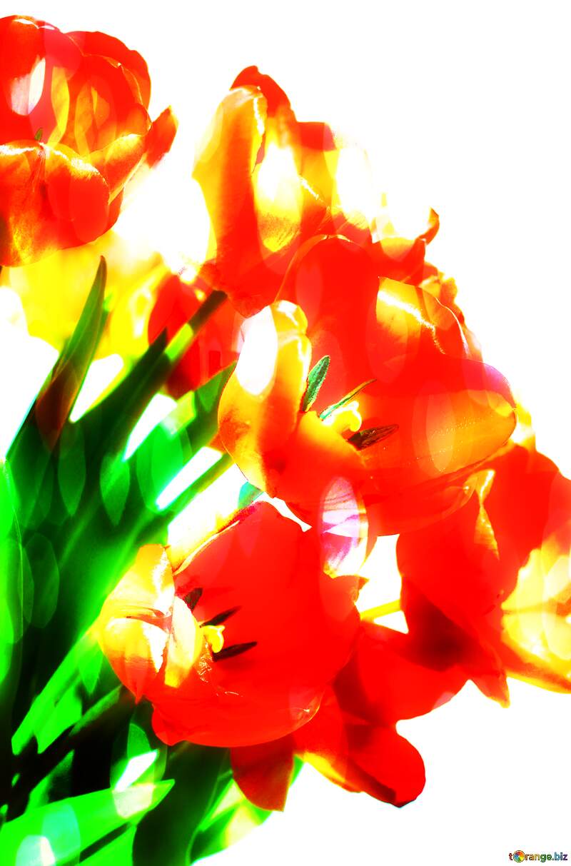 Bouquet of fire  tulips №27446