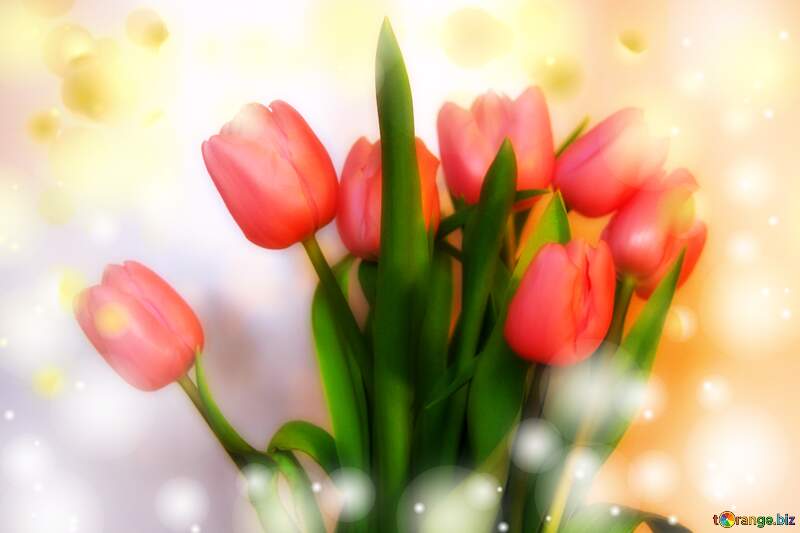 Bouquet pink tulips background №946