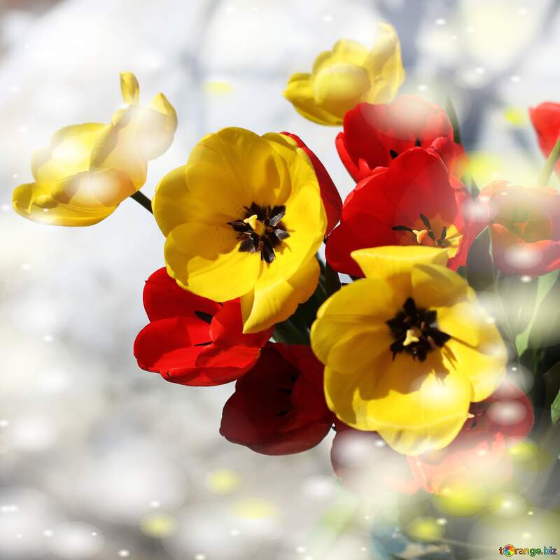 Bouquet of red and yellow tulips №27419