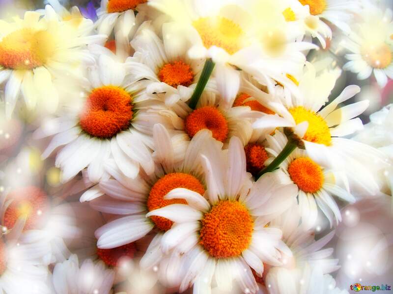 Daisies flowers background №9753