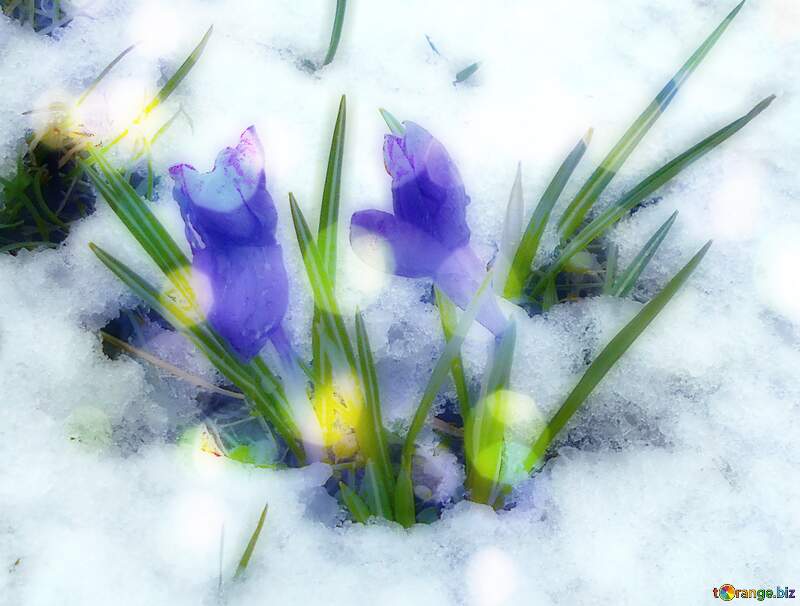Der Hintergrund der ersten Frühlingsblumen unter dem Schnee №43092