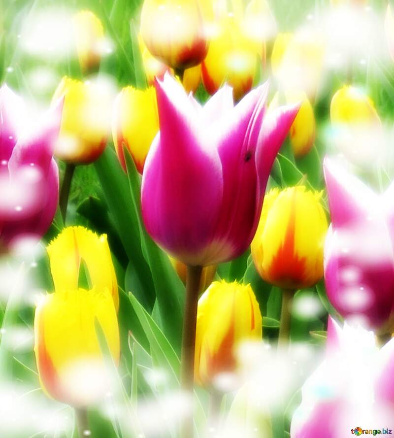 Flower  tulip background №31162