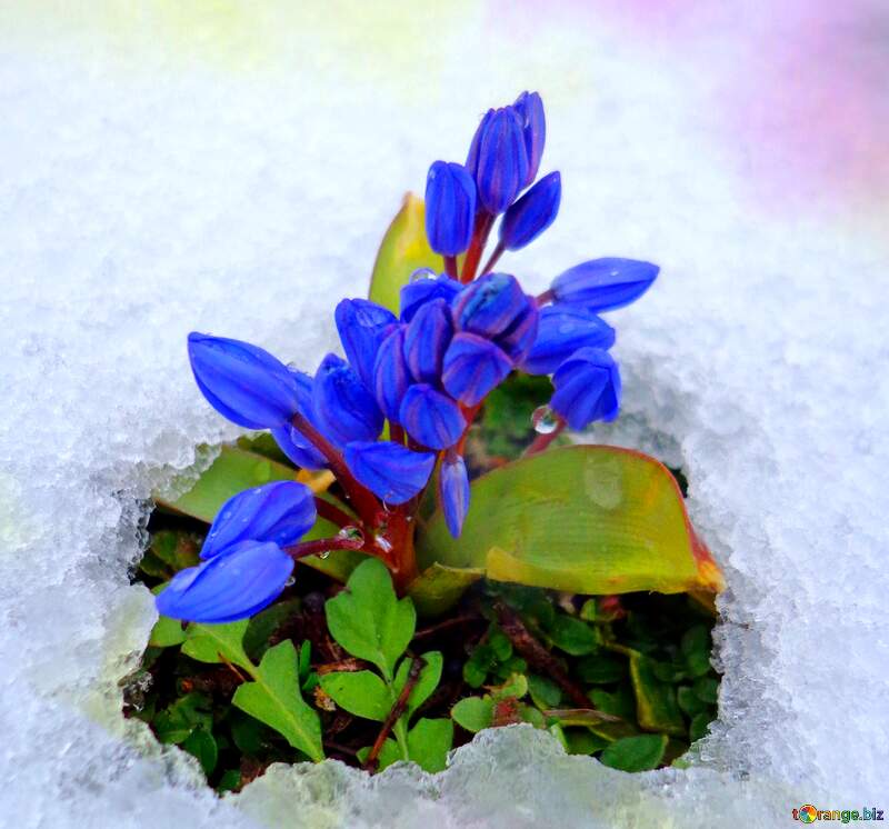 Flower under snow bright background №43139