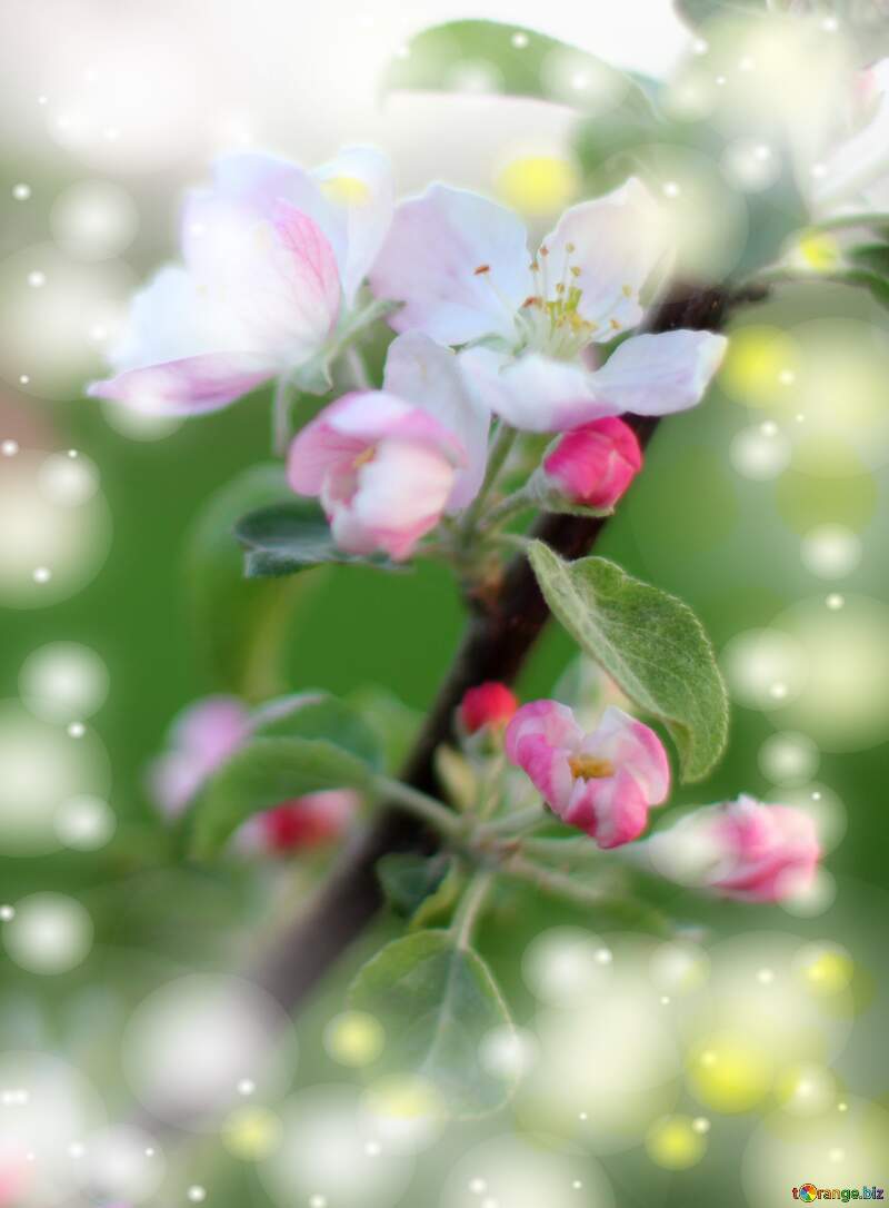 Flowers of the Apple-tree background №32431