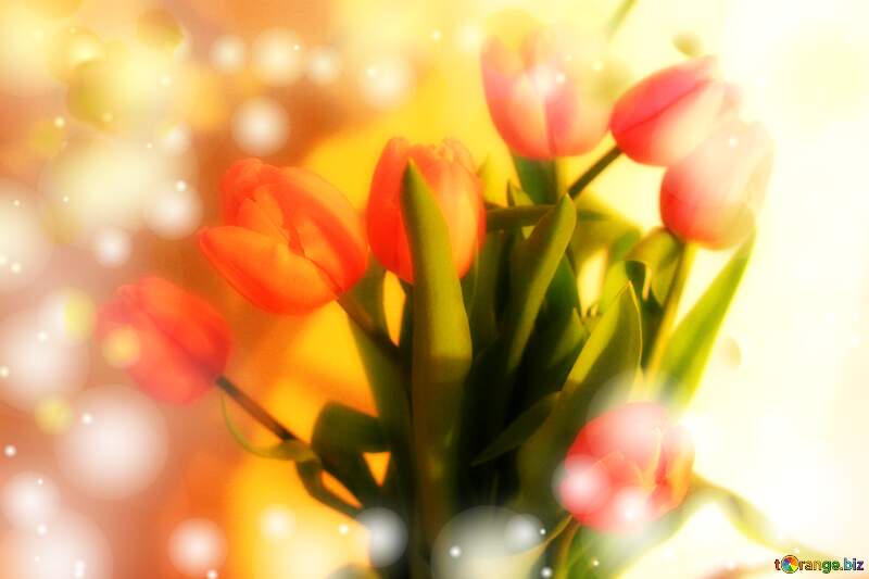 Flowers Tulips bouquet background №947