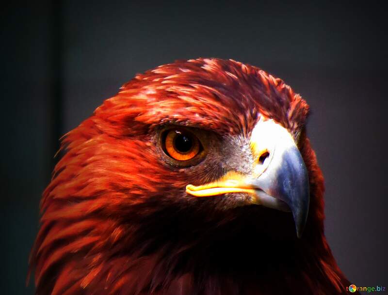 fotos de perfil águia №45229