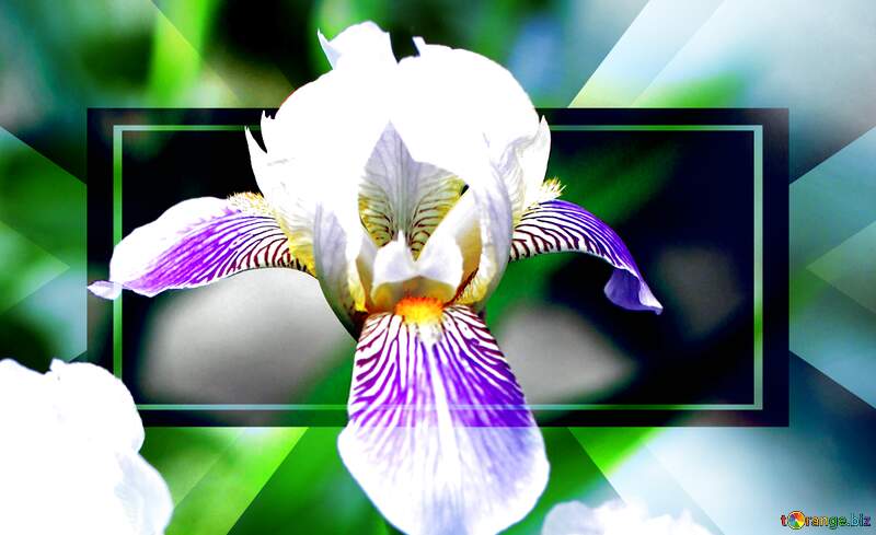 Iris flower template №22357