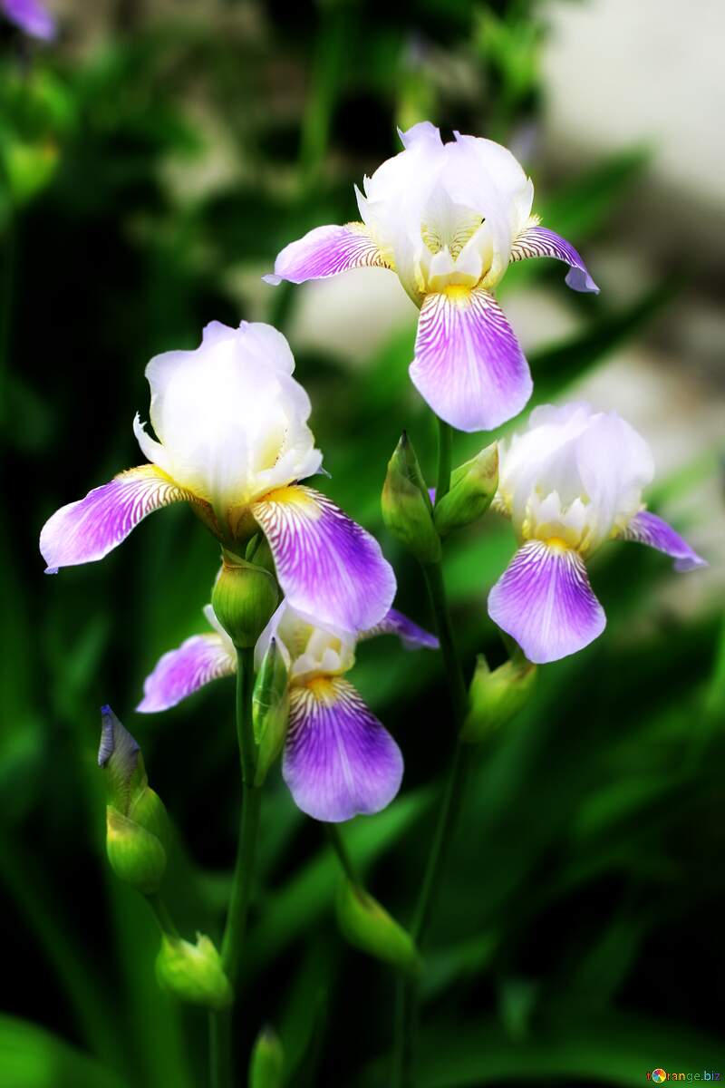 Iris flowers №22357