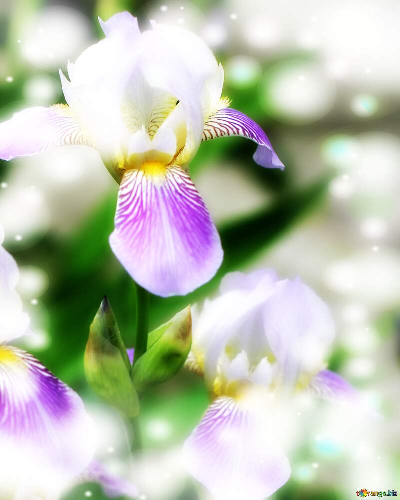 Iris spring flower  background №22357