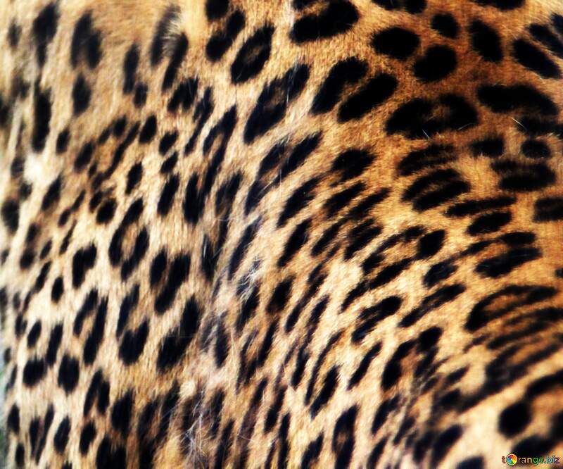 Leopard patterns texture №3061