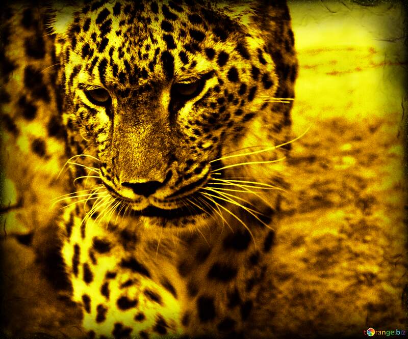 Leopard templates background №3062