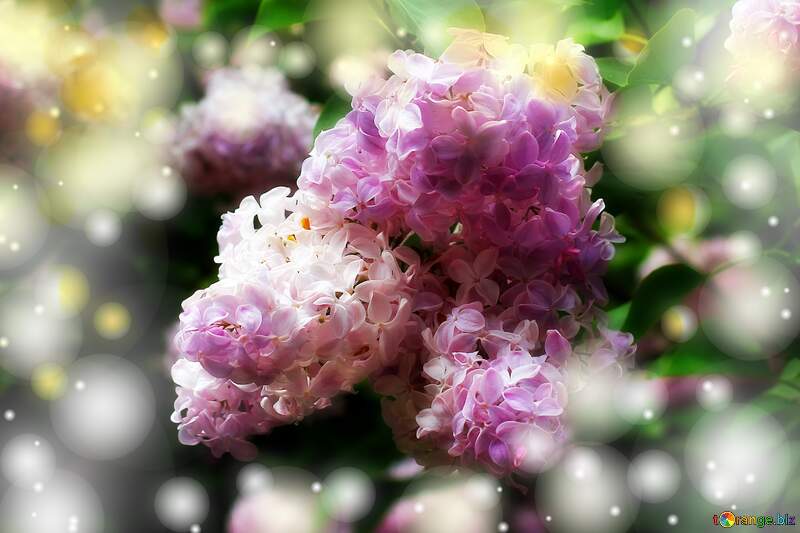 Light lilac background №37525