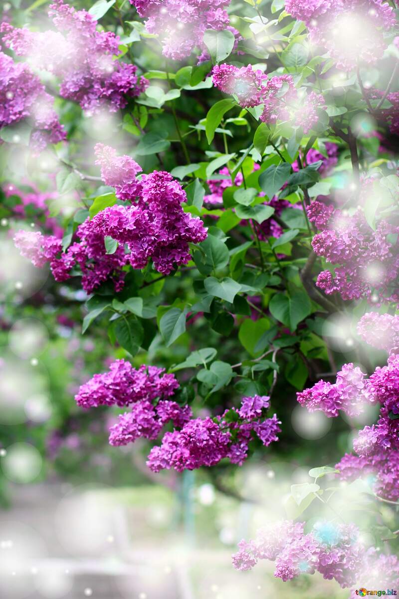 Lilac garden background №37485